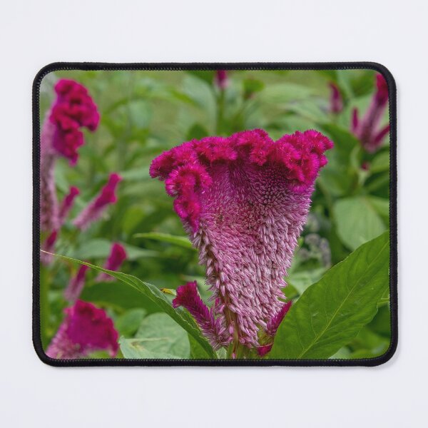 Item preview, Pink-Purple Coxcomb Flower designed and sold by SafariByMarisa.