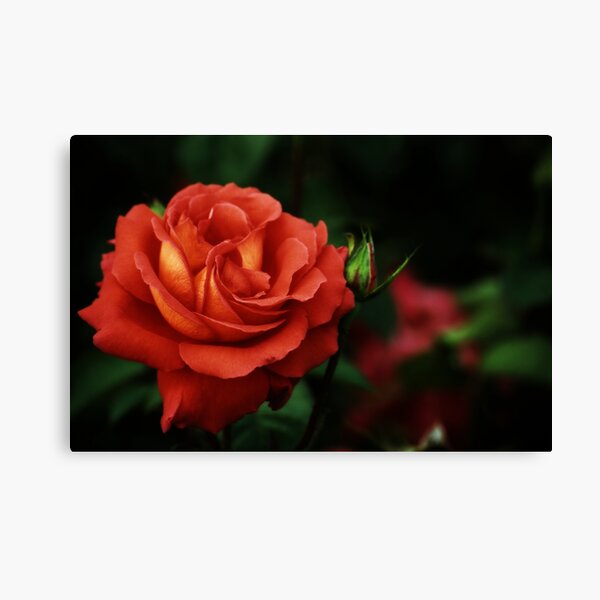 Spanish Rose Canvas Print