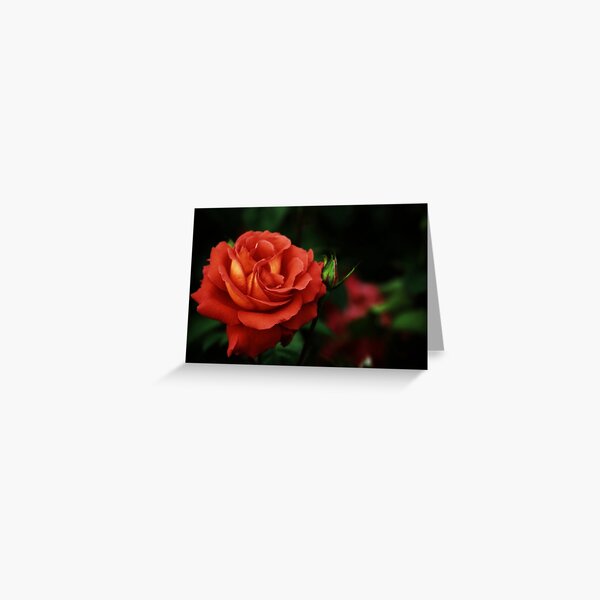 Item preview, Spanish Rose designed and sold by Alison Cornford-Matheson.