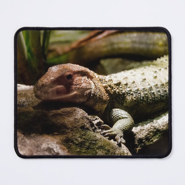 Item preview, Caiman Lizard on the Rocks designed and sold by KbytesOfJax Outdoor and Nature.