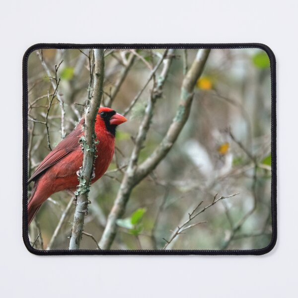 Item preview, Winter Cardinal designed and sold by KbytesOfJax Outdoor and Nature.