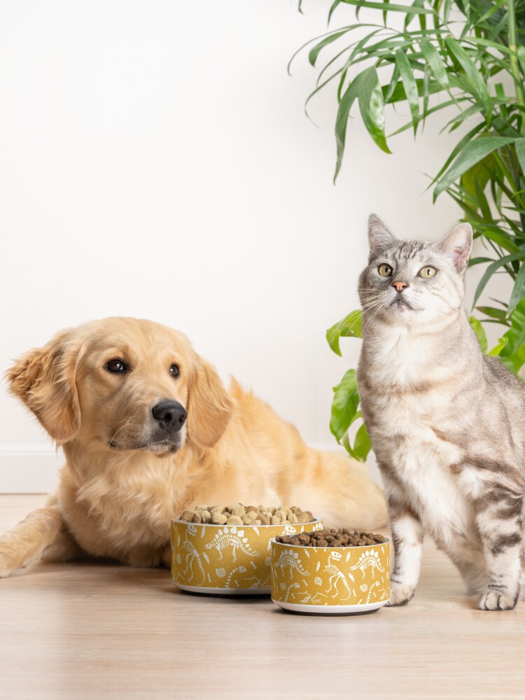 Alternate view of Dinosaur Fossils - Mustard Pet Bowl