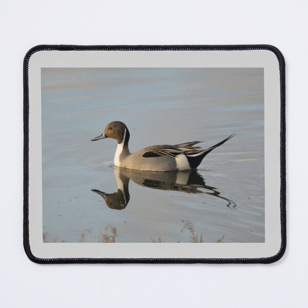 Item preview, Pintail Duck  designed and sold by CarolM.