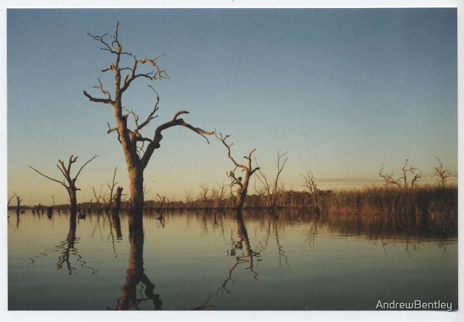  Kow Swamp Tree By AndrewBentley Redbubble