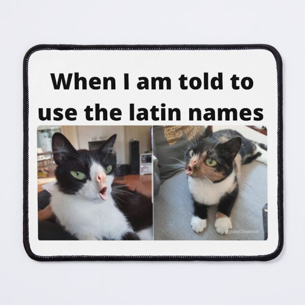 Item preview, When I use Latin names designed and sold by Univers Gifts.