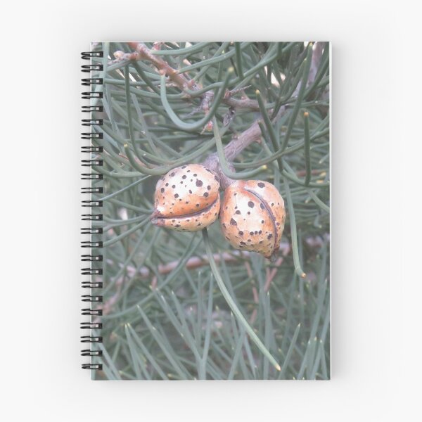 Item preview, Hakea follicles designed and sold by greentiger1.