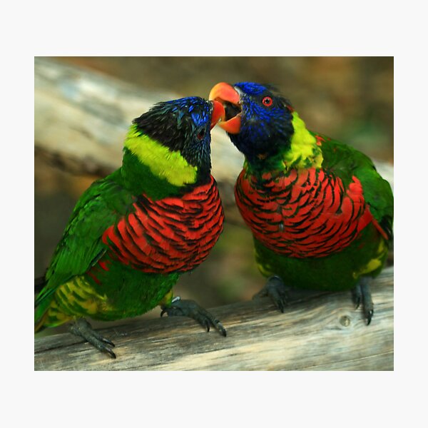 Item preview, Love Birds designed and sold by Anne-Marie Bokslag.