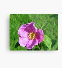 Hovering Metal Print
