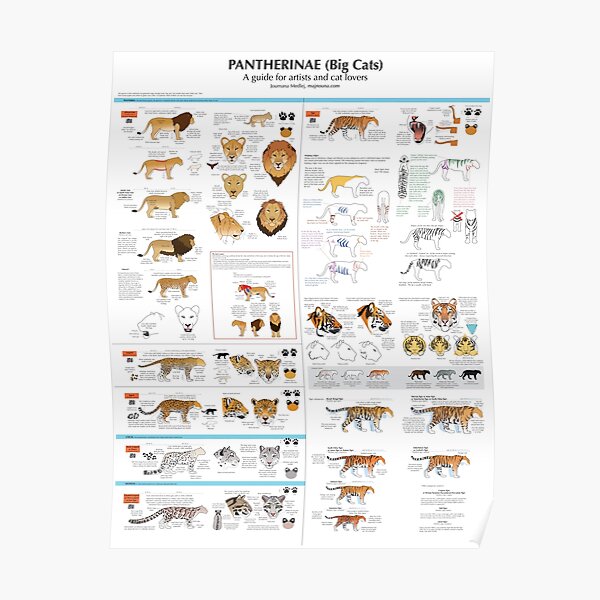 Pantherinae (big cats) chart for artists Poster