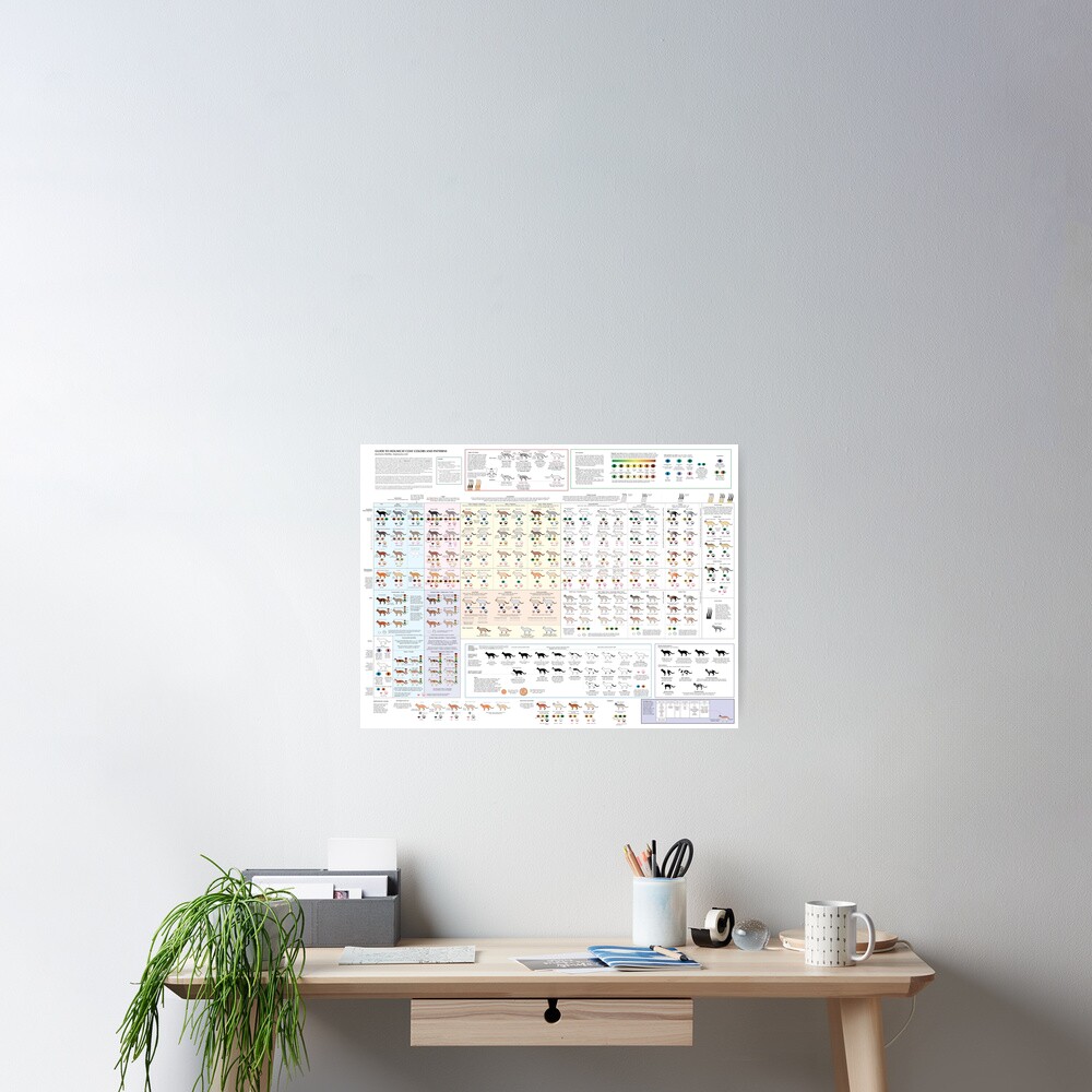 House Cat Colors and Patterns Poster