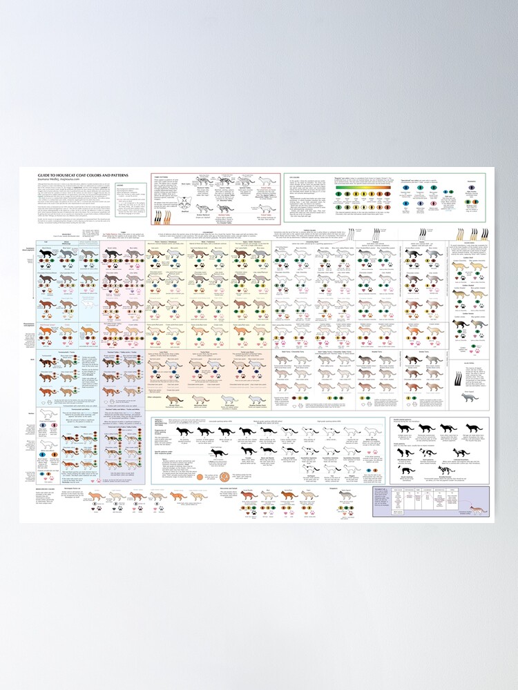 Alternate view of House Cat Colors and Patterns Poster