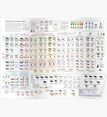 House Cat Colors and Patterns Poster