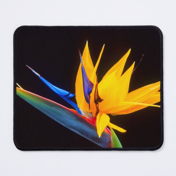 Item preview, Strelitzia Isolated On Black Background Photography designed and sold by taiche.