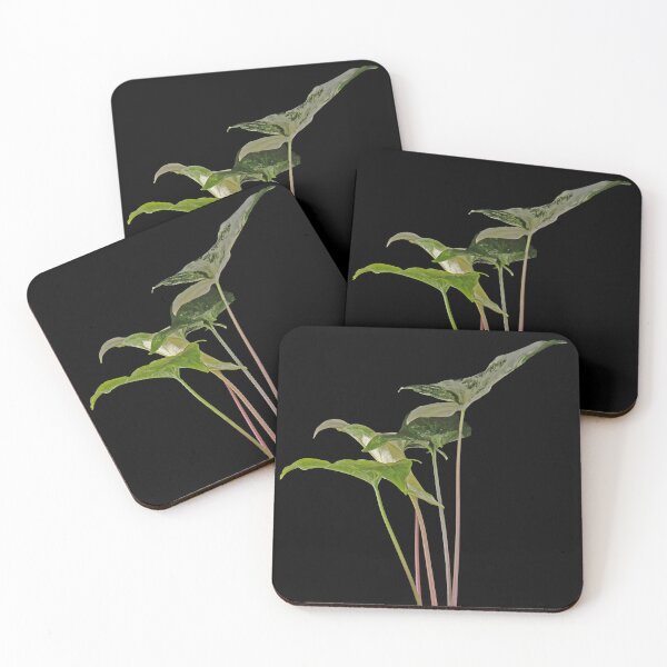 Item preview, Syngonium Variegated Albo Macro designed and sold by plantsbutbetter.