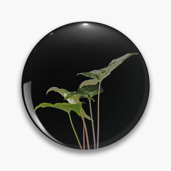 Item preview, Syngonium Variegated Albo Macro designed and sold by plantsbutbetter.