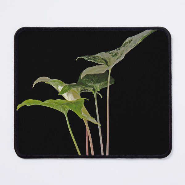 Item preview, Syngonium Variegated Albo Macro designed and sold by plantsbutbetter.