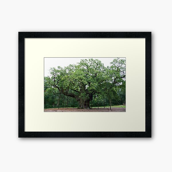 The Major Oak Framed Art Print