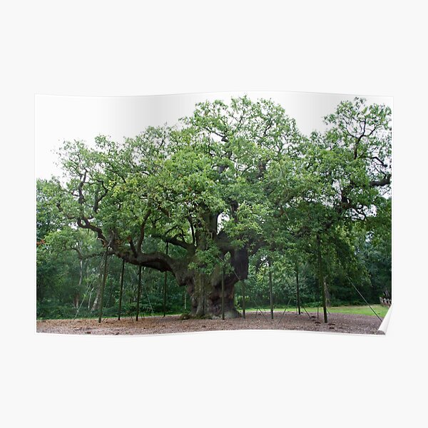 The Major Oak Poster
