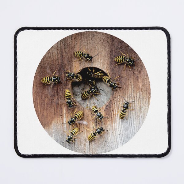 Item preview, Wasps in a birdbox designed and sold by davejw.