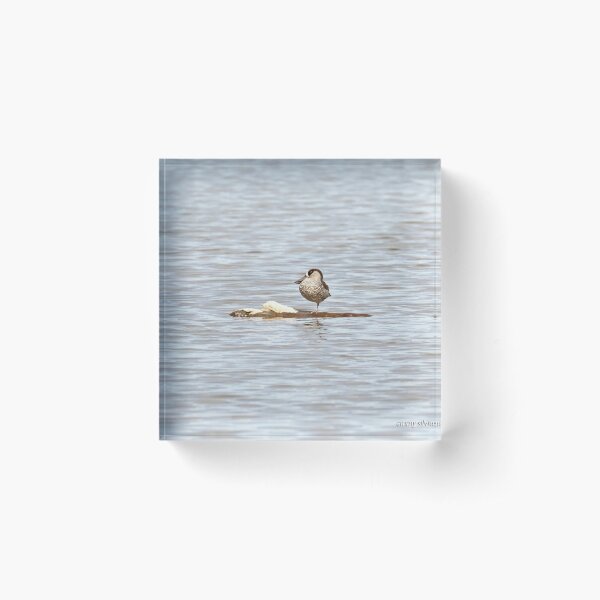 Pink-eared Duck (669) Acrylic Block