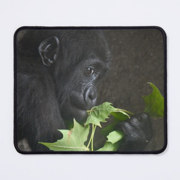 Item preview, Young Gorilla Eating His Greens designed and sold by richardbryce.