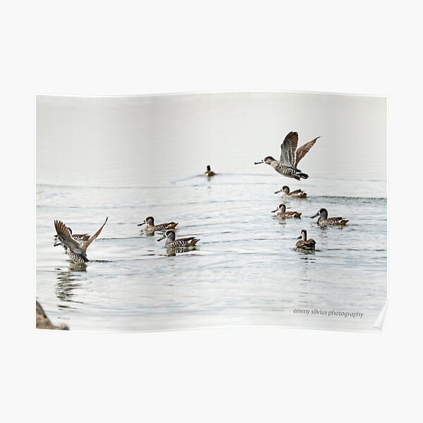 Pink-eared Duck (763) Poster