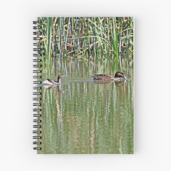 Item preview, Hardheads and Australasian Grebe (379) designed and sold by Emmy Silvius.