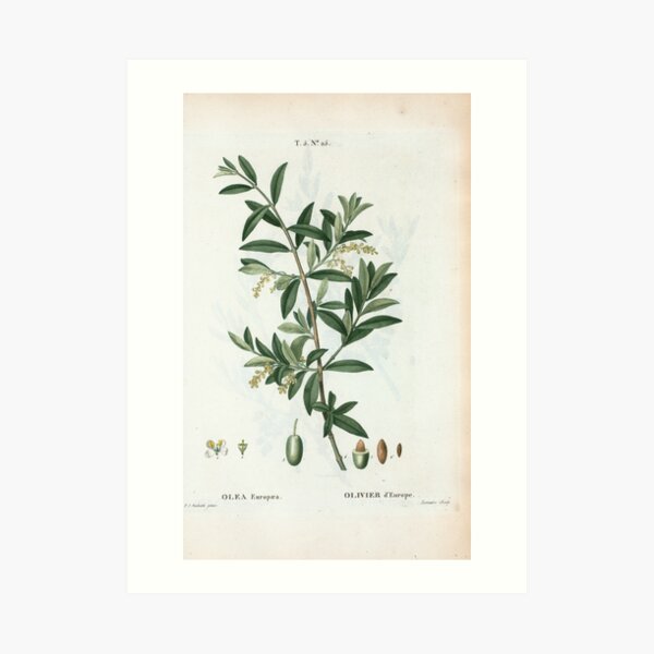 Traité des Arbres et Arbustes 0299 Olea Europæa Olivier d'Europe Green olive Art Print
