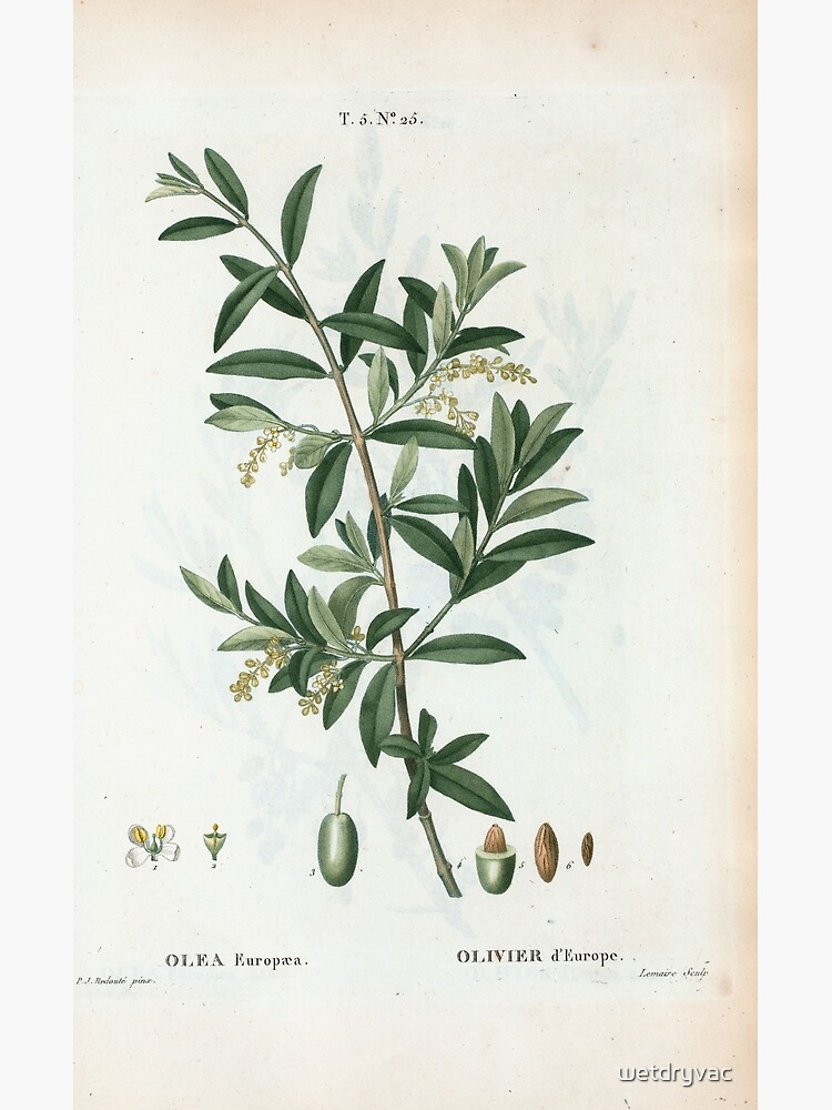 Traité des Arbres et Arbustes 0299 Olea Europæa Olivier d'Europe Green olive by wetdryvac