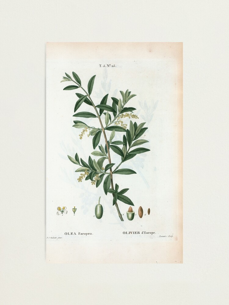 Alternate view of Traité des Arbres et Arbustes 0299 Olea Europæa Olivier d'Europe Green olive Photographic Print
