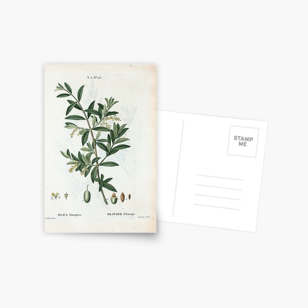 Traité des Arbres et Arbustes 0299 Olea Europæa Olivier d'Europe Green olive Postcard