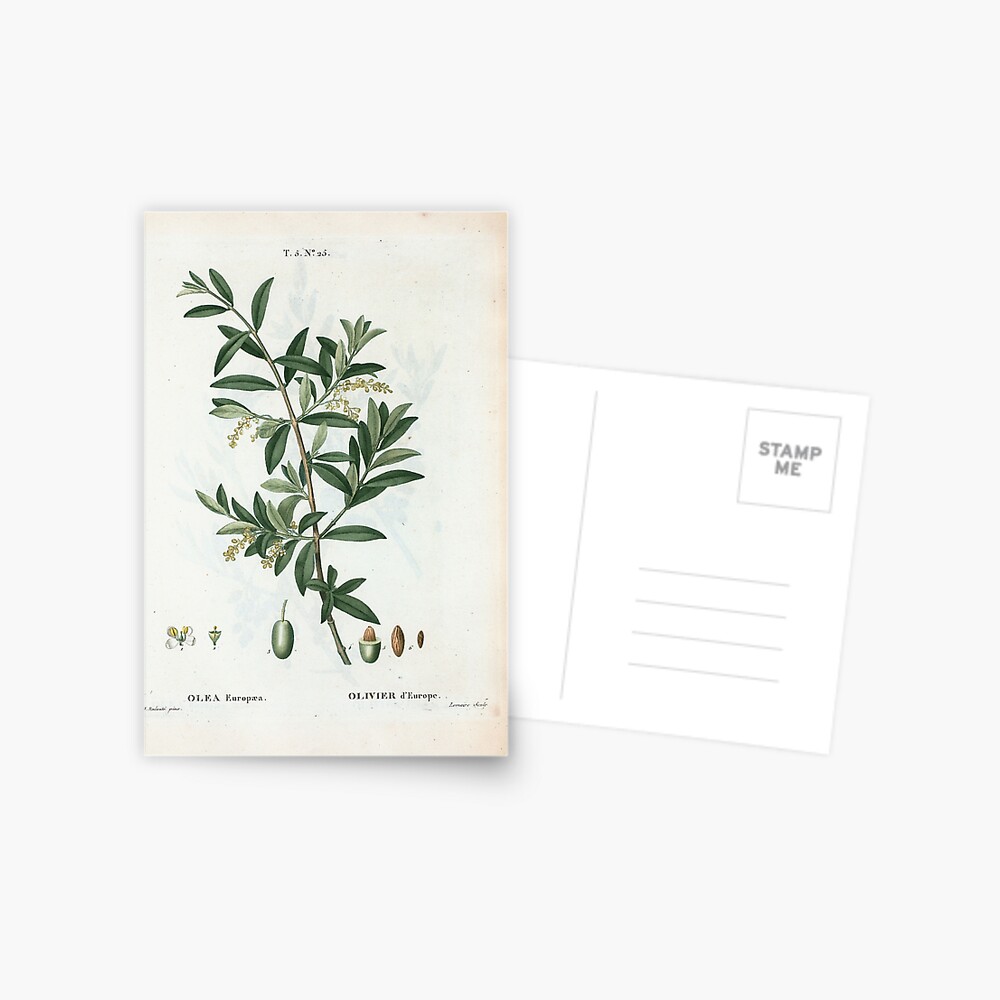Traité des Arbres et Arbustes 0299 Olea Europæa Olivier d'Europe Green olive Postcard