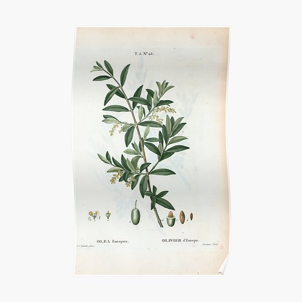 Traité des Arbres et Arbustes 0299 Olea Europæa Olivier d'Europe Green olive Poster
