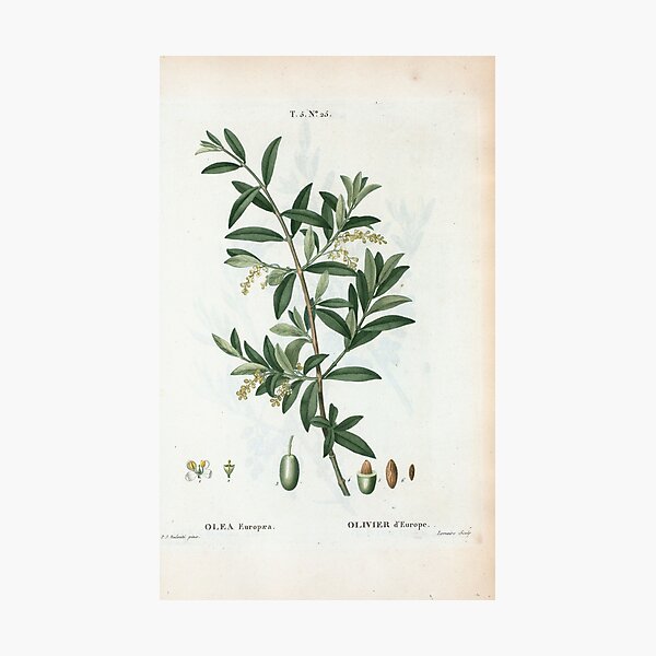 Traité des Arbres et Arbustes 0299 Olea Europæa Olivier d'Europe Green olive Fotodruck