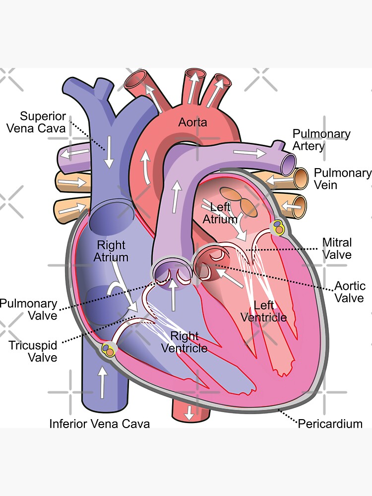 detailliertes Lungendiagramm