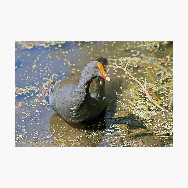 Dusky Moorhen (282) Photographic Print