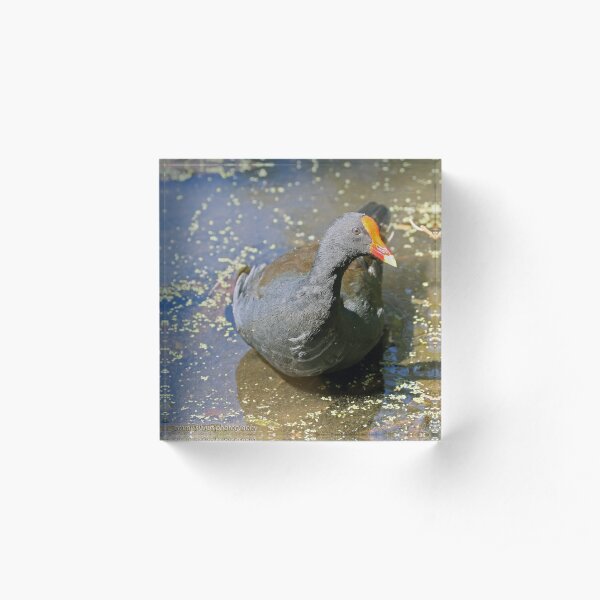 Dusky Moorhen (282) Acrylic Block