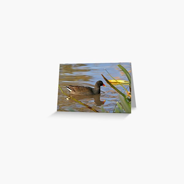 Dusky Moorhen (72) Greeting Card