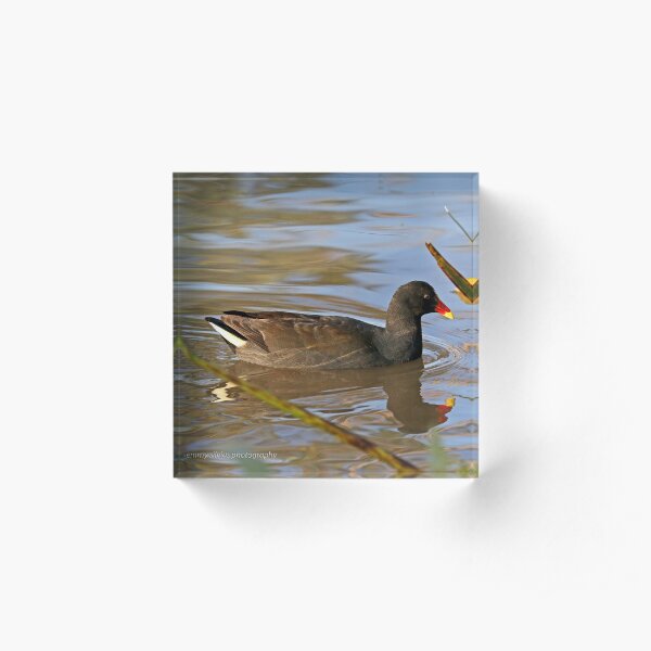 Dusky Moorhen (72) Acrylic Block