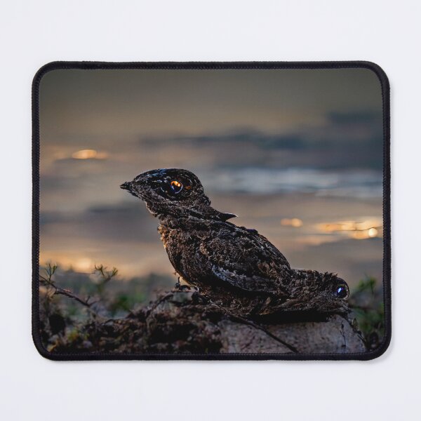 Item preview, Great-eared Nightjar designed and sold by Jacob Montanez.