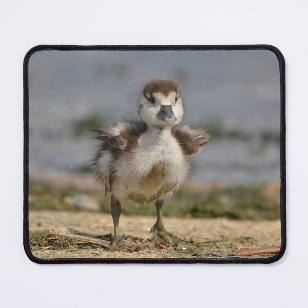 Item preview, Cute little gosling designed and sold by ClaireChown.