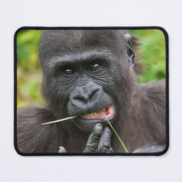 Item preview, Baby Gorilla Cuteness designed and sold by rawshutterbug.
