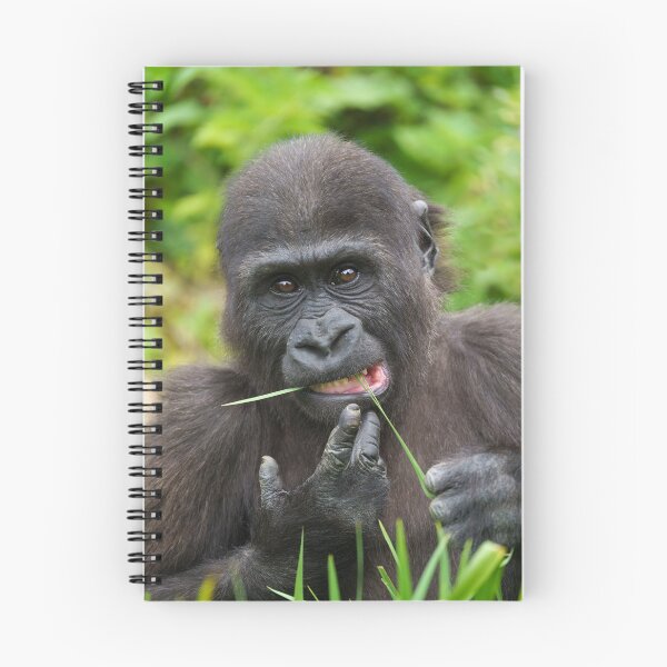 Item preview, Baby Gorilla Cuteness designed and sold by rawshutterbug.