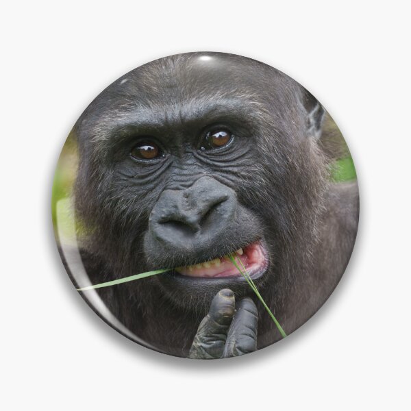 Item preview, Baby Gorilla Cuteness designed and sold by rawshutterbug.