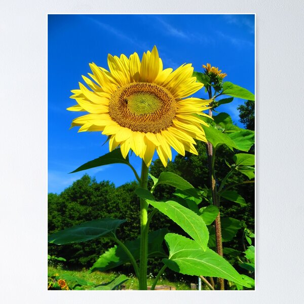 Aperçu de l'œuvre Tournesol et abeille Impression photo créée et vendue par julyperson.