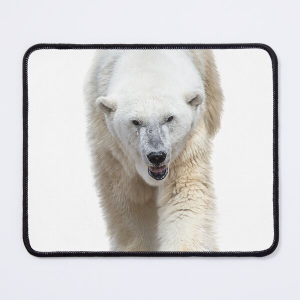Item preview, Large Polar Bear Isolated on White Background designed and sold by svetlanna.
