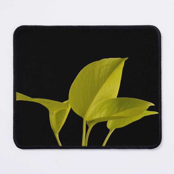 Item preview, Golden Neon Pothos (Money Plant) designed and sold by plantsbutbetter.