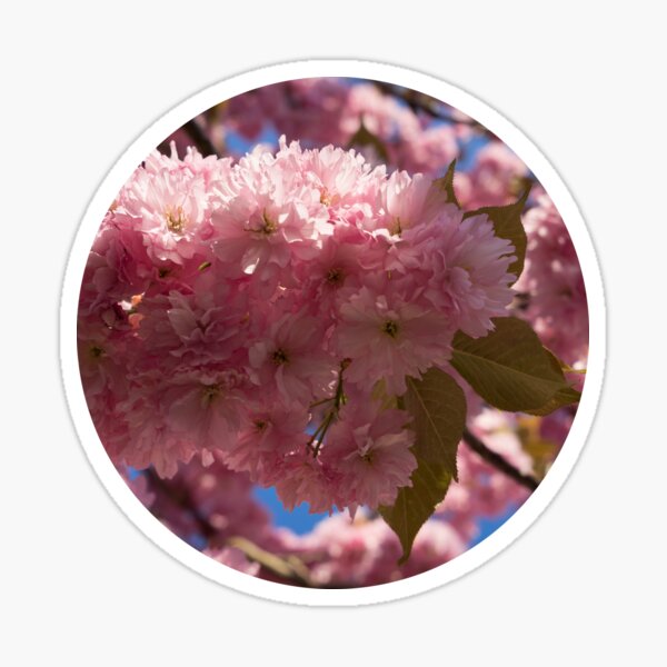 Pink blossoms of ornamental cherry and sunlight 1 Sticker