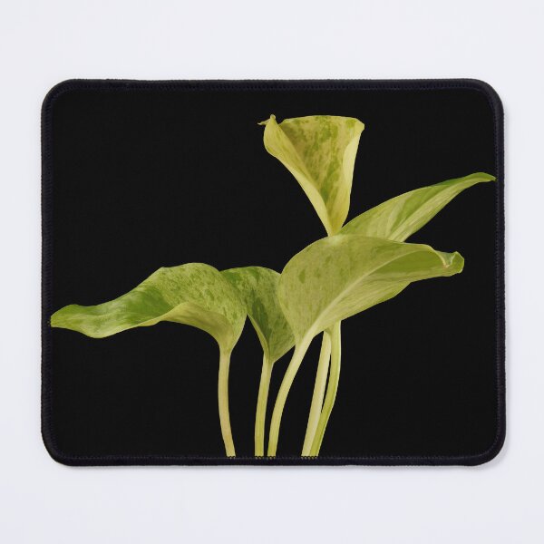 Item preview, Marble Queen Pothos (Money Plant) designed and sold by plantsbutbetter.