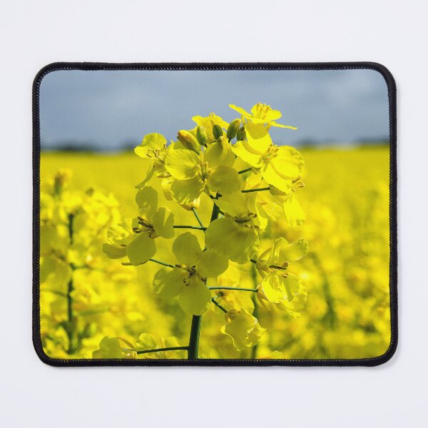 Item preview, Rapeseed yellow field designed and sold by FocalSpot.
